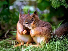 squirrel-pic